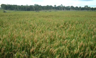 Produtores de arroz se reúnem hoje para definir metas de exportação
