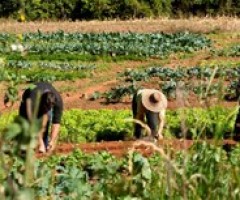 A importância da sucessão familiar no agronegócio brasileiro A importância da sucessão familiar no agronegócio brasileiro
