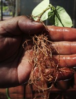 Extratos naturais são usados para combater o ataque de nematoides nas plantações