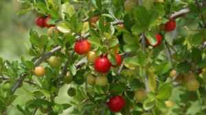 acerola