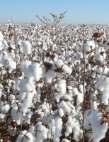 Produção de algodão na Bahia vai crescer 30% este ano