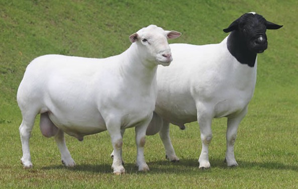 Outubro é mês de exposição nacional das raças Dorper e White Dorper