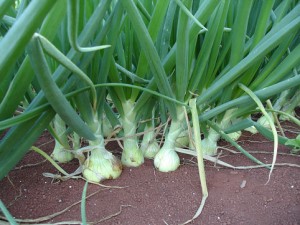 cebola plantada