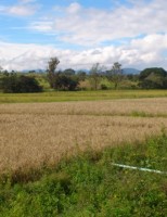 Clima provoca vantagens e prejuízos para várias culturas no Brasil na safra deste ano