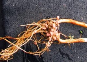 inoculante em raizes