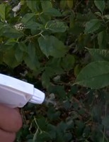 Mais seguro controlar pragar de hortaliças com alternativas caseiras