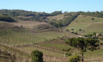 Produtores de frutas da Serra Gaúcha iniciam combate ao ataque da mosca-das-frutas