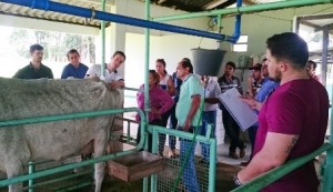 veterinário trabalhando