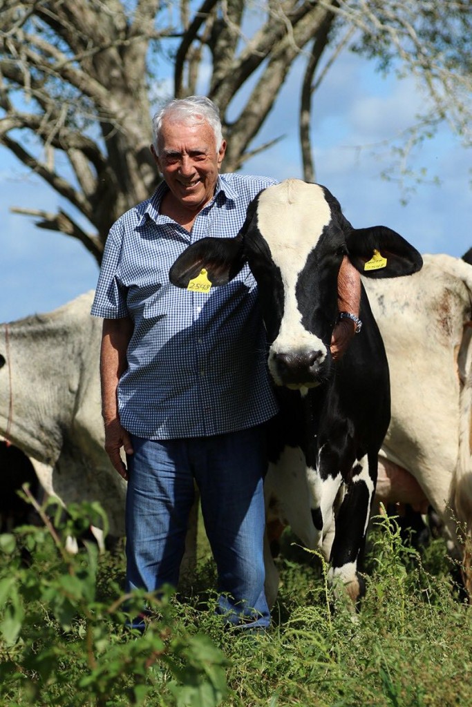 Paulo amaral com novilha