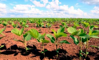Novo período de estiagem prejudica regiões produtoras