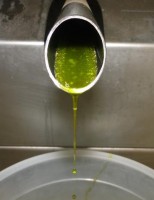 Azeite de oliva terá um crescimento de produção mundial na próxima safra