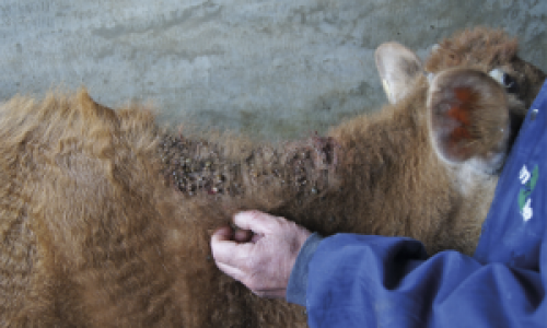 Doença do carrapato provoca prejuízos na pecuária bovina