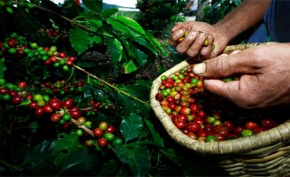 Produtores de café beneficiados com o clima seco para a colheita
