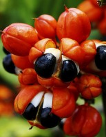 O maior produtor de guaraná do Brasil é um estado nordestino