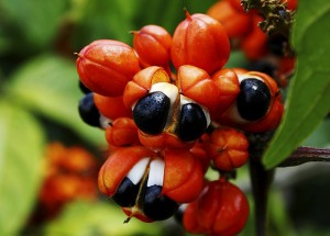 guaraná 1