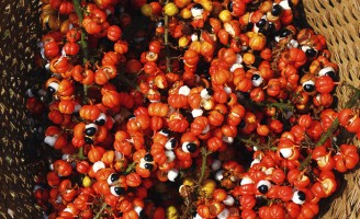 Uma semente de guaraná mais produtiva com melhoramento genético