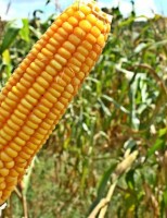 PIB agropecuário do Brasil cresce 14,9% este ano
