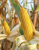 Minas Gerais registra recorde na produção de milho