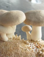 Cogumelos são importantes para a saúde e fáceis de produzir