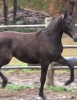 Campeonato Brasileiro de Marcha Picada do Cavalo Mangalarga Marchador é em Pernambuco