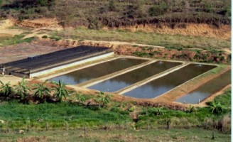 O crescimento da produção de peixes no Brasil