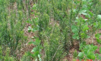 Os prejuízos da soja com o ataque de plantas daninhas resistentes
