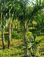 Criado um software que auxilia produtores de pupunha para palmito a gerenciar toda a plantação