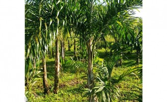 Criado um software que auxilia produtores de pupunha para palmito a gerenciar toda a plantação