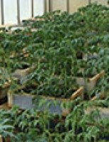 As doenças do tomateiro podem ser controladas com uso de um composto orgânico