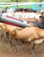 Começa hoje a nova etapa de vacinação contra aftosa no Brasil