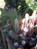 A palma nos jardins da França