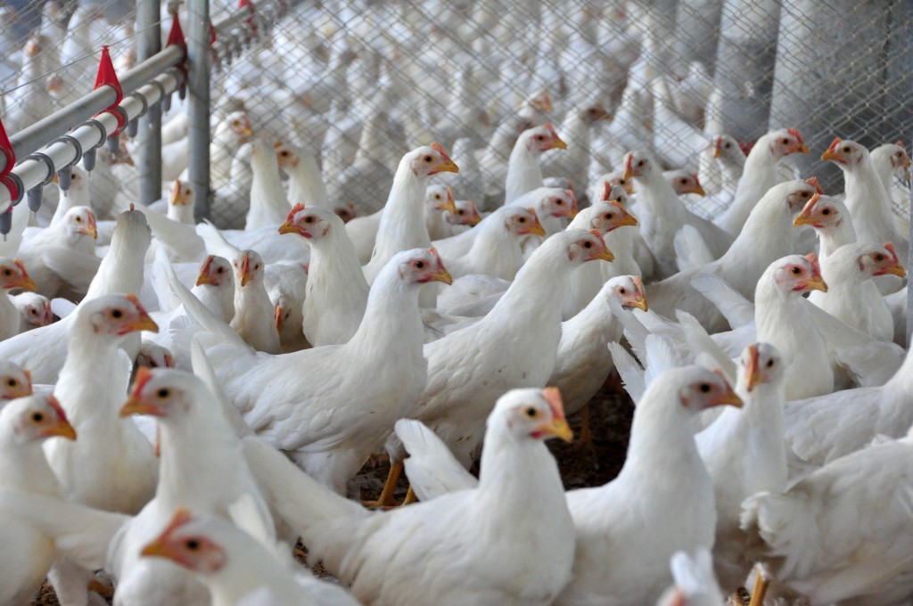 frango no galpão