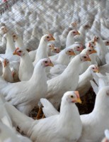 As vendas de carne de frango para o exterior crescem 16,2% em outubro