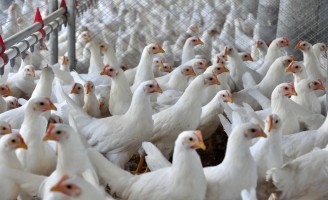 As vendas de carne de frango para o exterior crescem 16,2% em outubro