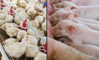A importância do controle analítico para o bom desempenho das cadeias de frango, ovos e suínos