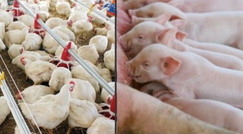 A importância do controle analítico para o bom desempenho das cadeias de frango, ovos e suínos
