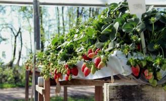 Plantando morango fora da terra