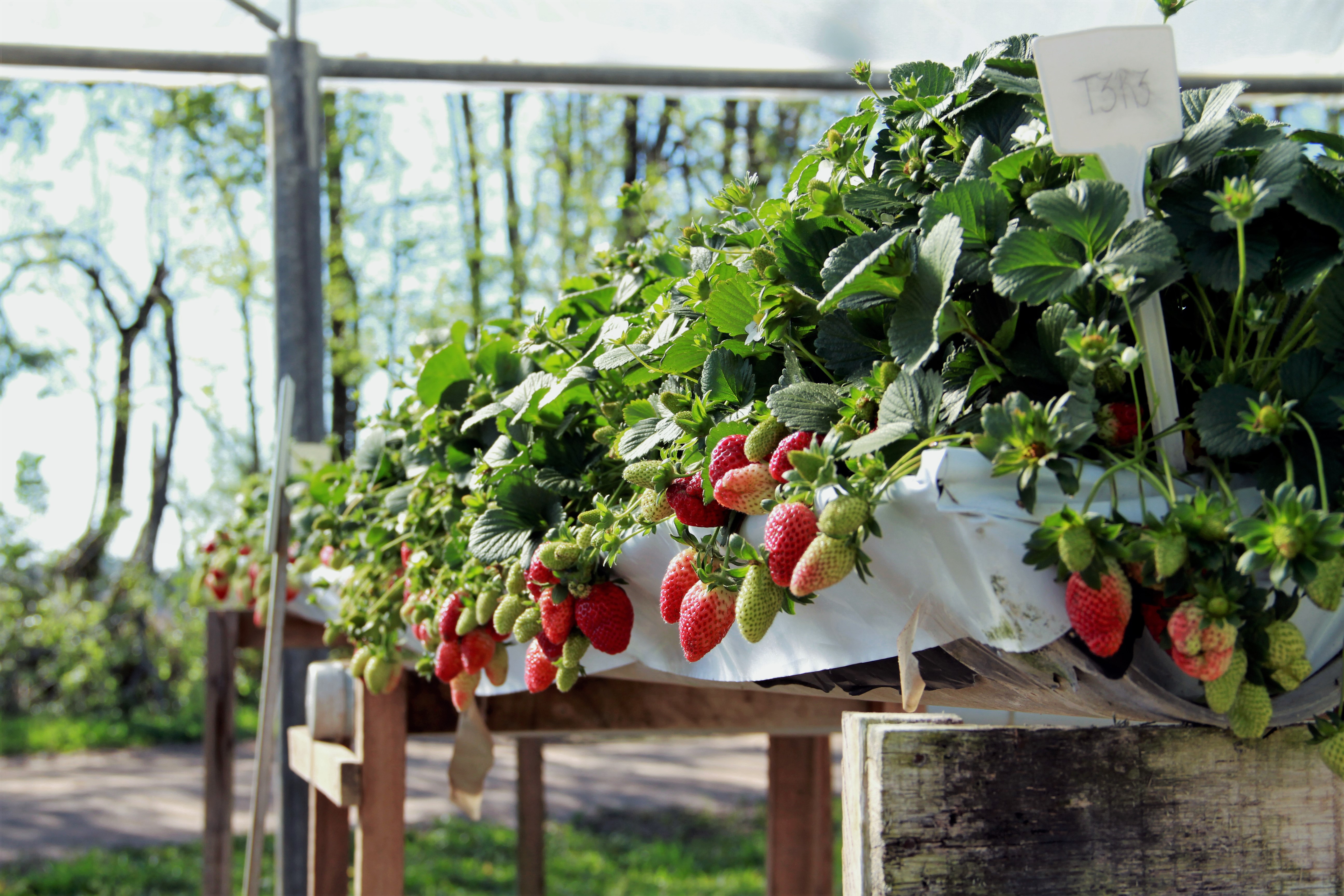 Plantando morango fora da terra