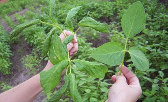 As plantas hospedeiras do nematoide que provoca a doença da Soja Louca