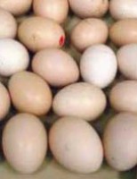 Produtores de ovos brasileiros ganham com abertura de exportações para África do Sul