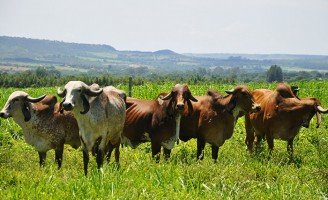 Dura mais de um ano a prova de leite a pasto para seleção dos melhores vacas