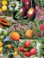 Vai começar a maior feira para a agricultura familiar do nordeste