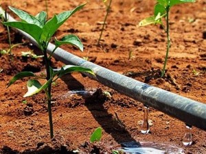 Irrigação em Gotas