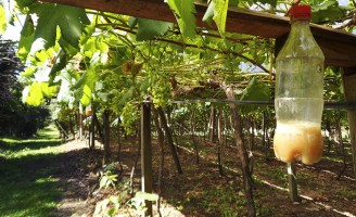 A técnica para fazer a captura da mosca-das-frutas nos parreirais