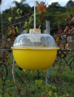 O combate à mosca-das-frutas, no Brasil, ganha ajuda de uma tecnologia espanhola