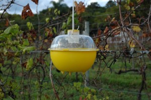 armadilha para mosca da fruta 2