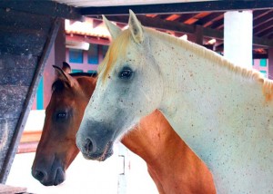 cavalos