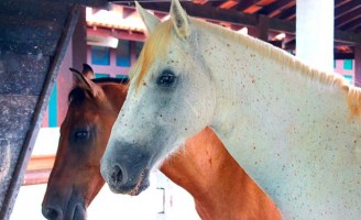 Um programa de vacinação para manter a saúde dos equídeos e evitar prejuízos