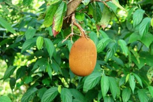cupuaçu