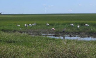 A agricultura pode ter melhores resultados convivendo mais com a fauna silvestre